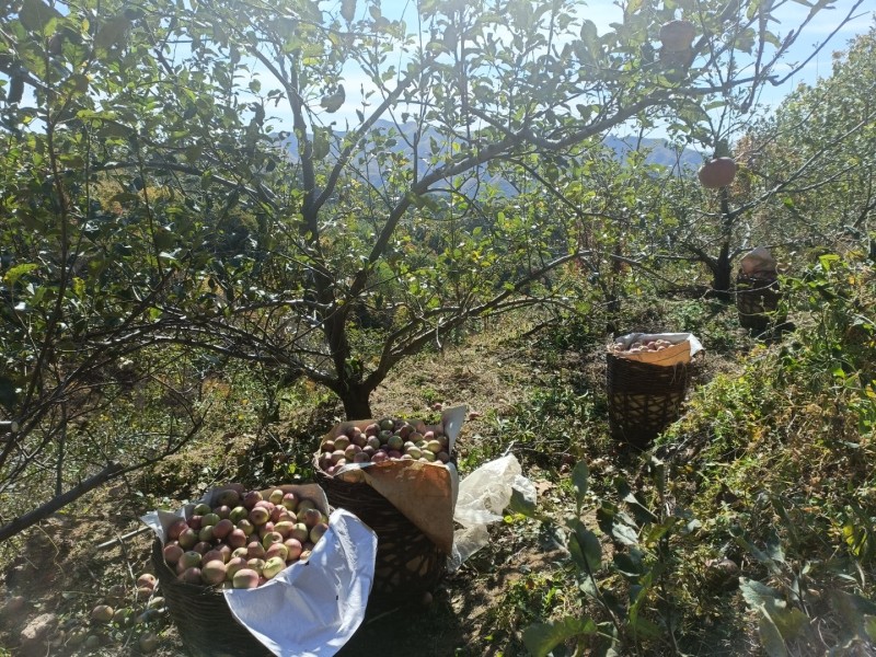 自家产青龙山地小国光苹果皮薄酸甜可口