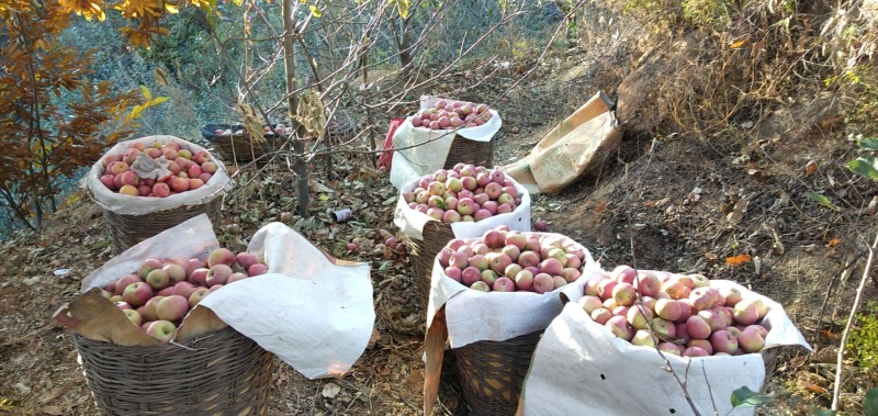 自家产青龙山地小国光苹果皮薄酸甜可口