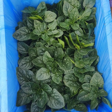 河南商丘趴地菠菜大量上市