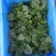 河南商丘趴地菠菜大量上市