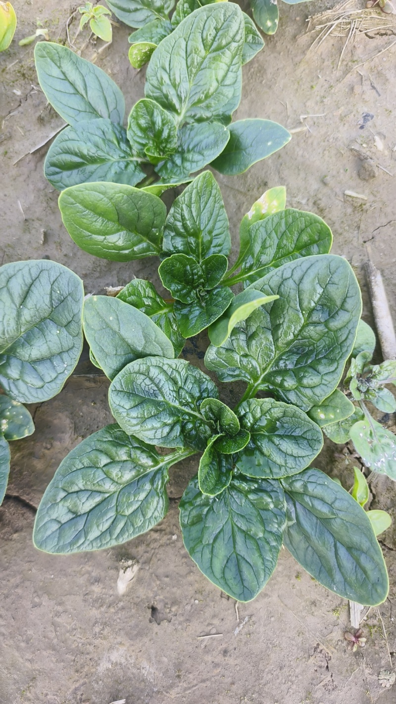 河南商丘趴地菠菜大量上市