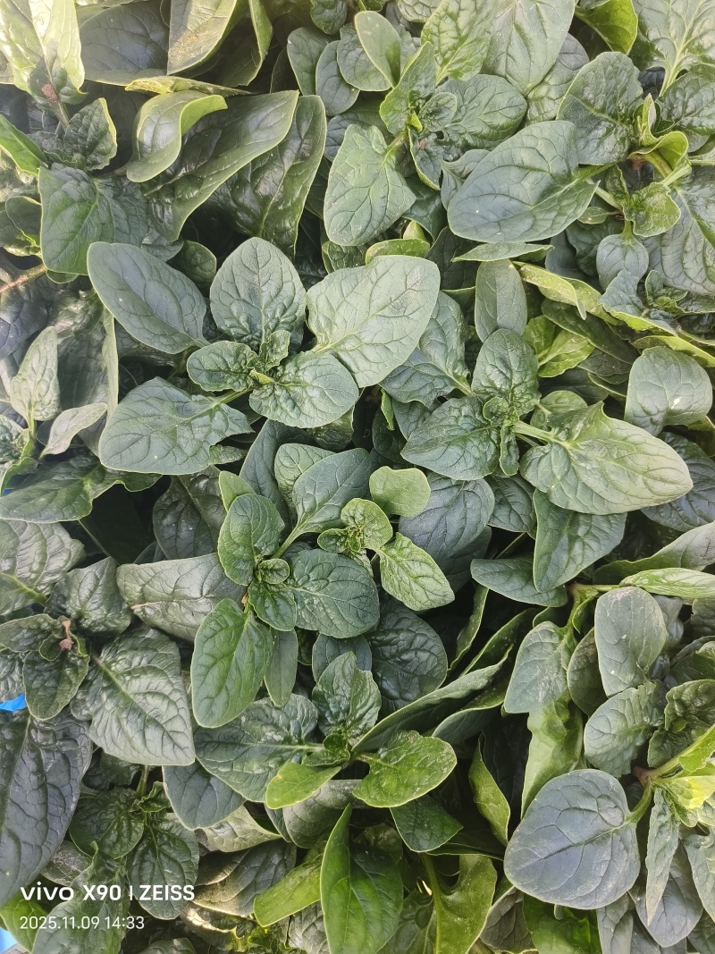 河南商丘趴地菠菜大量上市