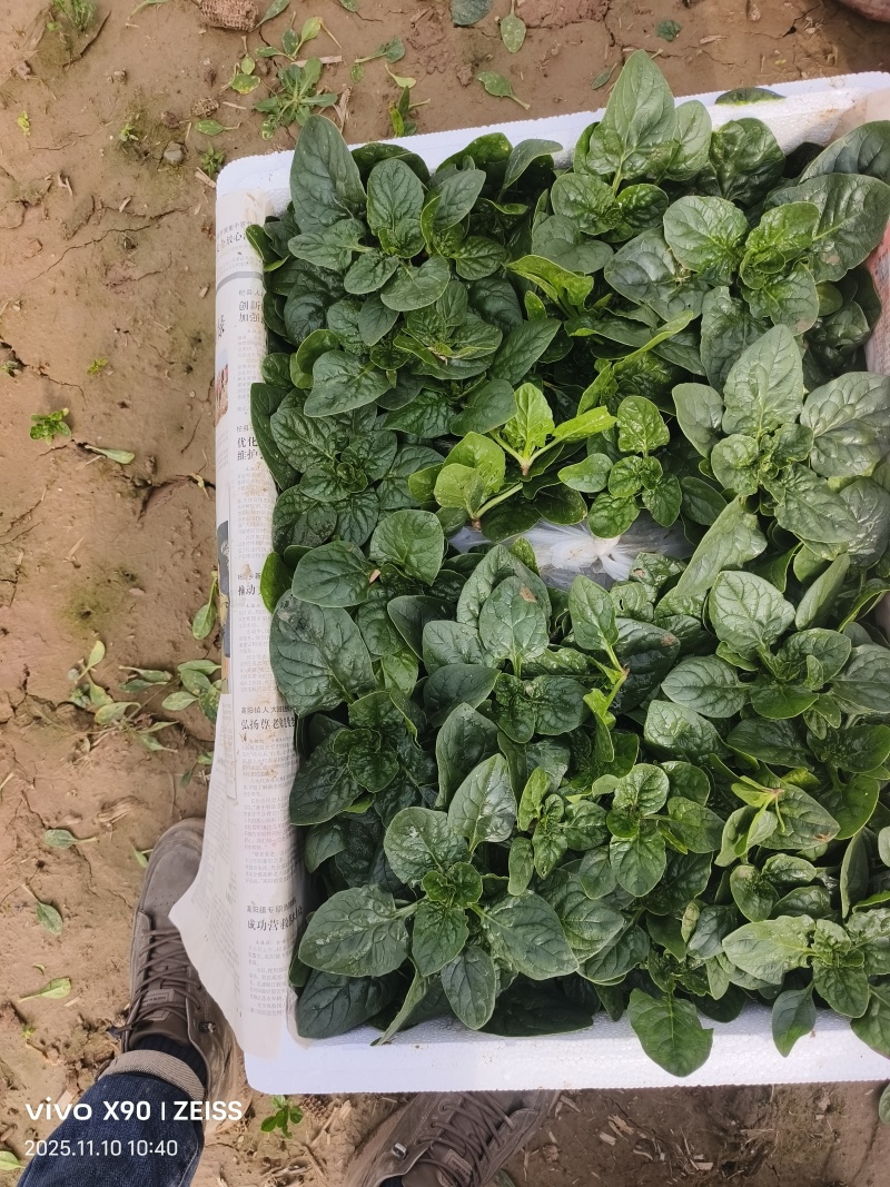 河南商丘趴地菠菜大量上市