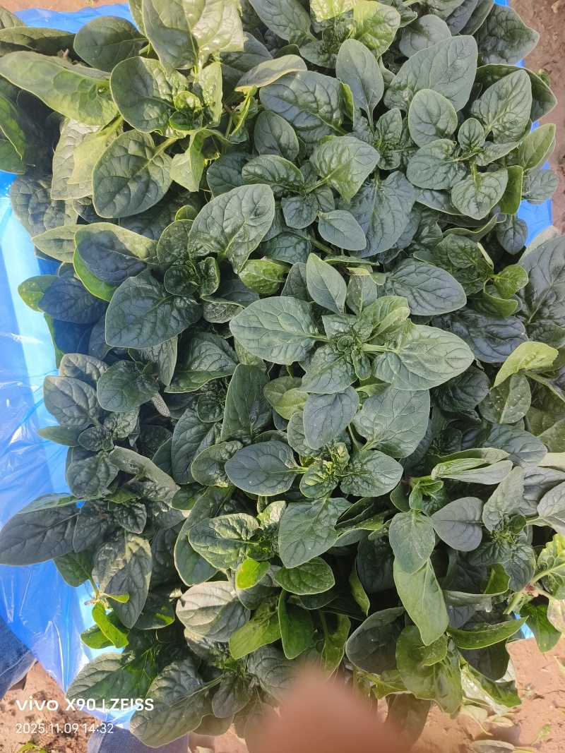 河南商丘趴地菠菜大量上市