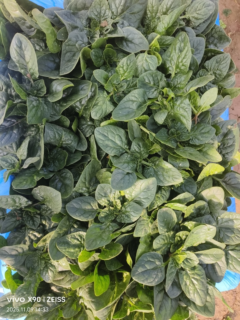 河南商丘趴地菠菜大量上市