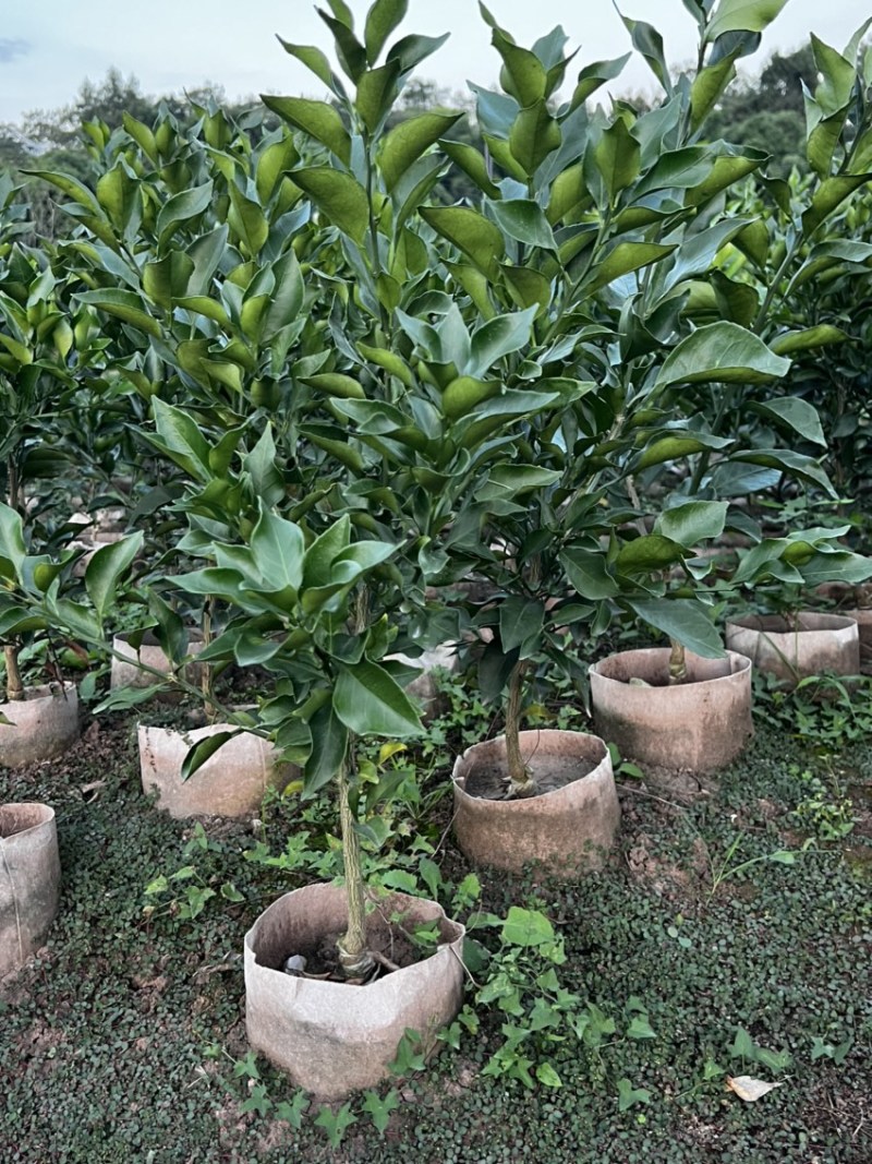推荐新品种爱媛46号柑橘苗阿蜜达柑橘苗阿蜜达苗