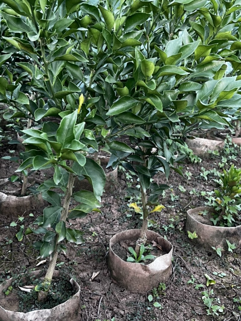 推荐新品种爱媛46号柑橘苗阿蜜达柑橘苗阿蜜达苗