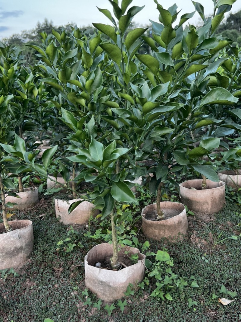 推荐新品种爱媛46号柑橘苗阿蜜达柑橘苗阿蜜达苗