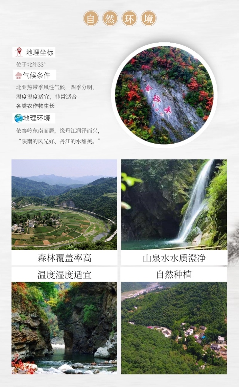 秦岭山珍干菌子鹿茸菇
