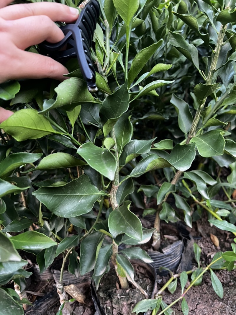 推荐新品种爱媛46号柑橘苗阿蜜达柑橘苗阿蜜达苗