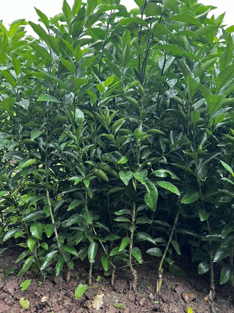 推荐新品种爱媛46号柑橘苗阿蜜达柑橘苗阿蜜达苗