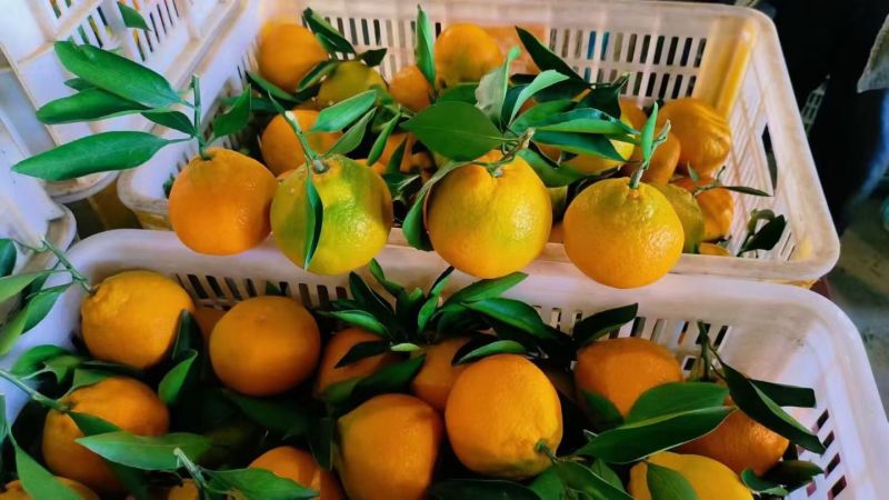 【精品】高山蜜橘大量供应皮薄多汁口感纯甜无酸