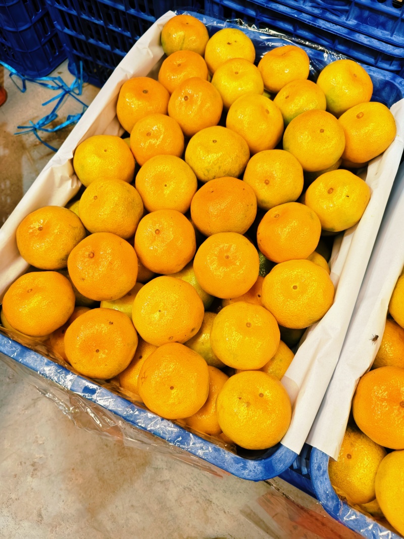 【精品】高山蜜橘大量供应皮薄多汁口感纯甜无酸