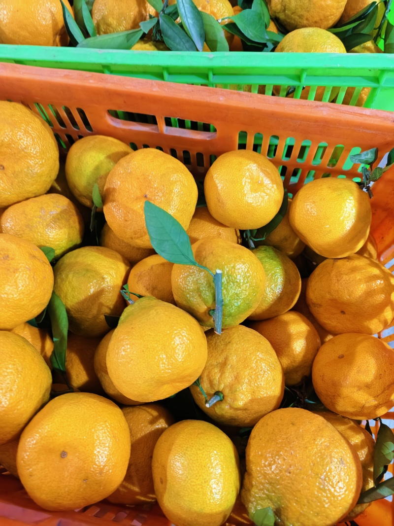 丑橘大量上市果面干净汁水饱满口感纯甜无酸