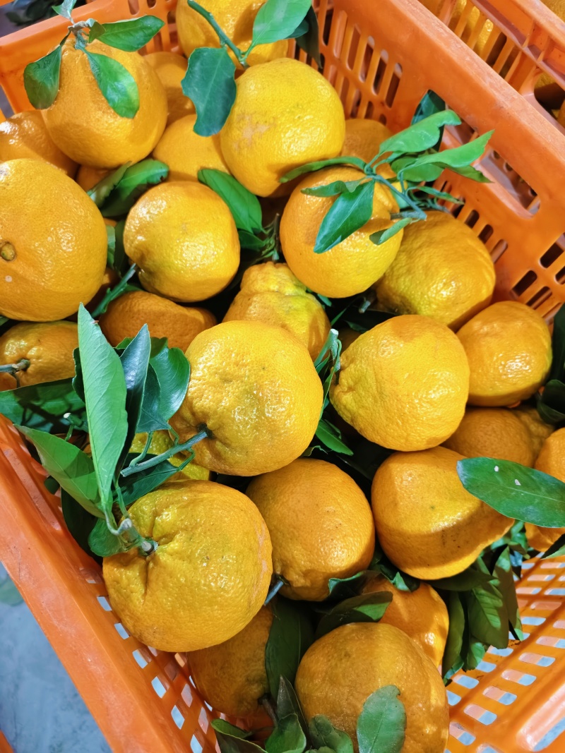 丑橘大量上市果面干净汁水饱满口感纯甜无酸