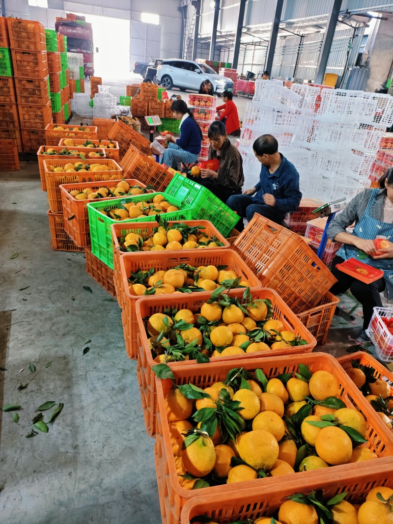 丑橘大量上市果面干净汁水饱满口感纯甜无酸