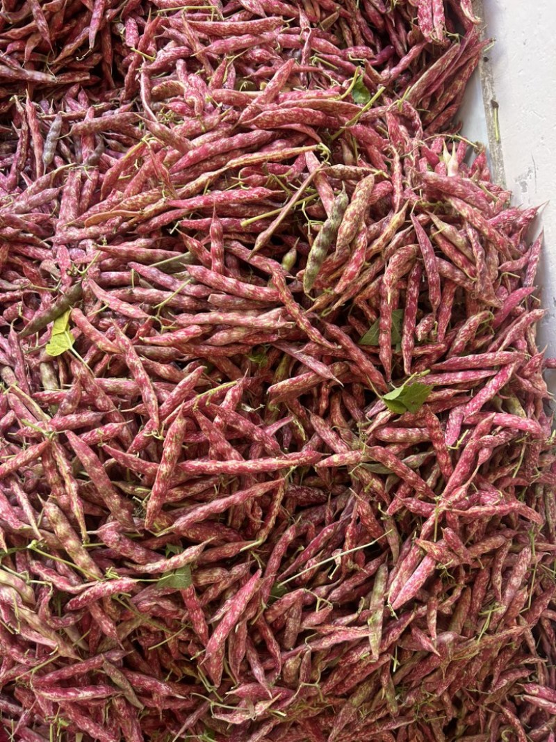 红花豆