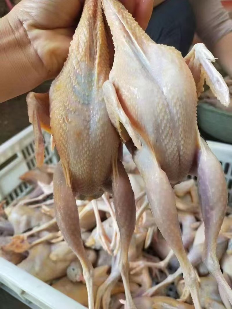 鹧鸪白条，一手货源，品质保证，诚信经营，量大从优，欢迎来电