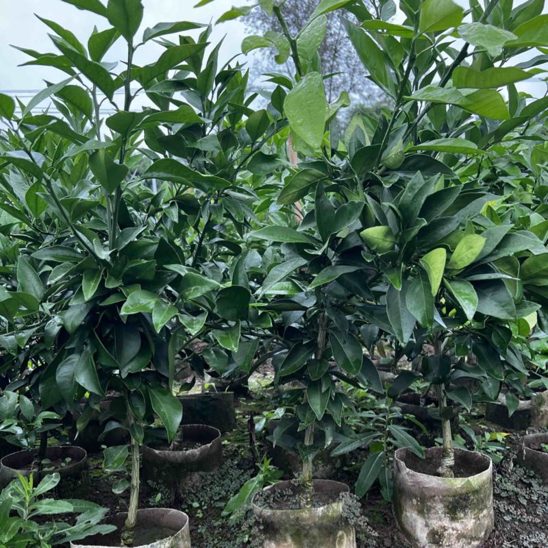 推荐【早熟品种】爱媛38号柑橘苗爱媛苗爱媛38