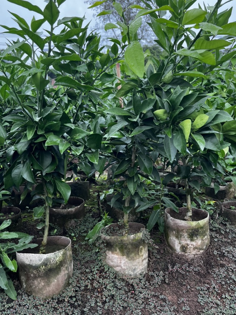 推荐【早熟品种】爱媛38号柑橘苗爱媛苗爱媛38