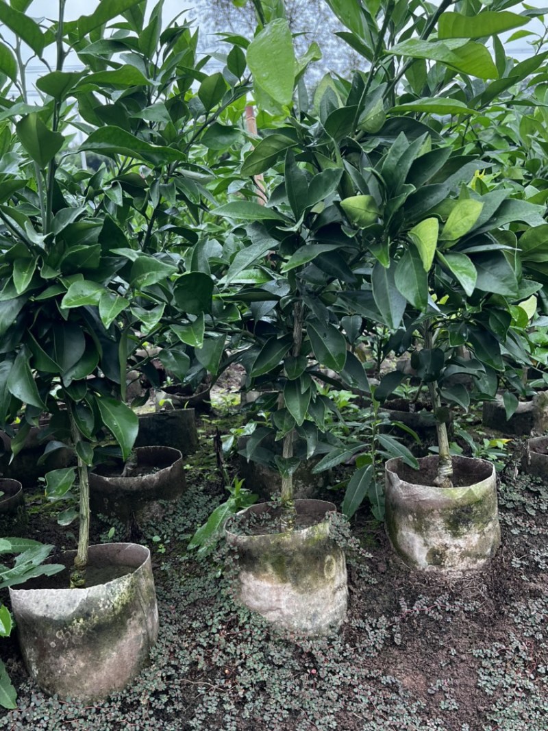 推荐【早熟品种】爱媛38号柑橘苗爱媛苗爱媛38