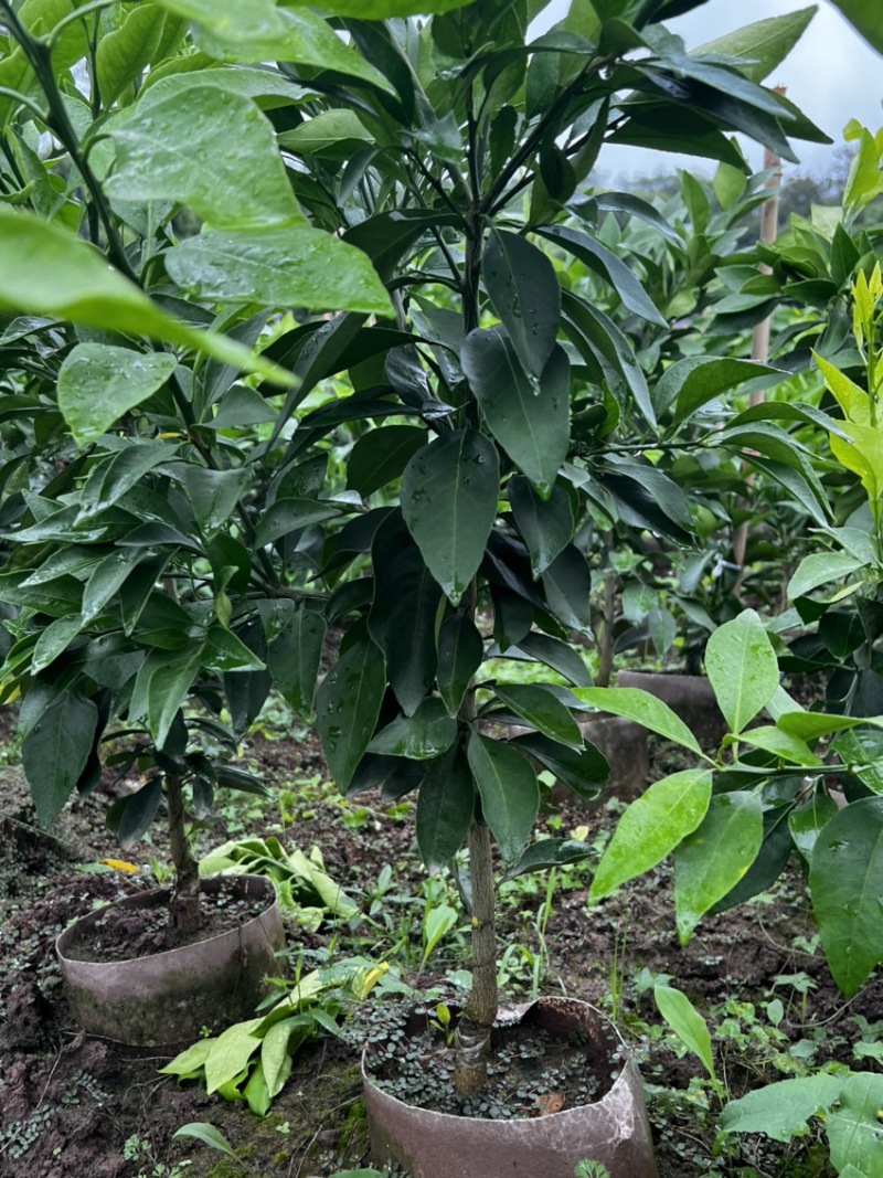 推荐【早熟品种】爱媛38号柑橘苗爱媛苗爱媛38