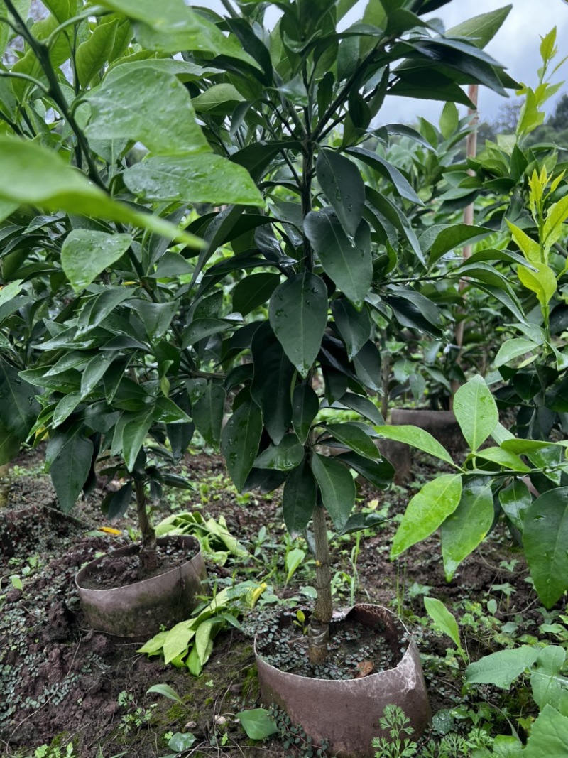 推荐【早熟品种】爱媛38号柑橘苗爱媛苗爱媛38