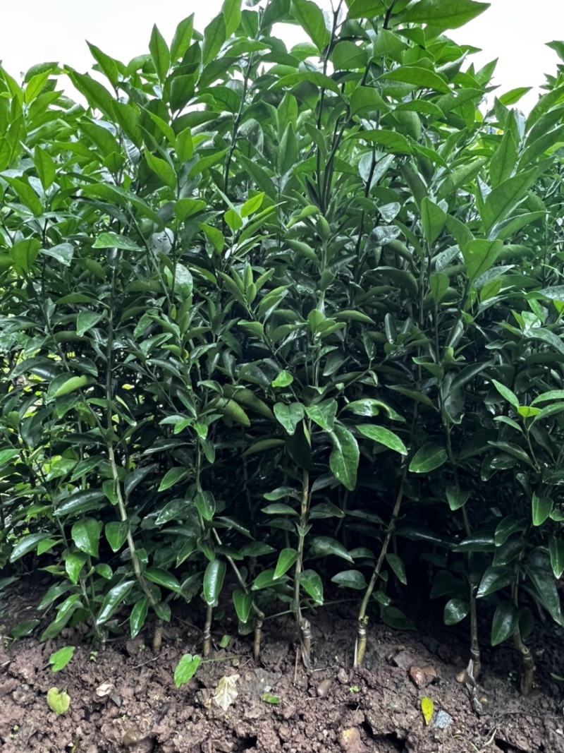 推荐【早熟品种】爱媛38号柑橘苗爱媛苗爱媛38