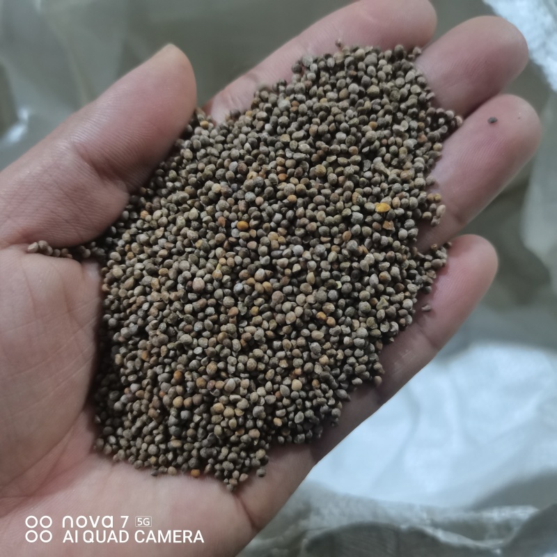 紫苏子常年大货供应保证质量规格齐全榨油原料