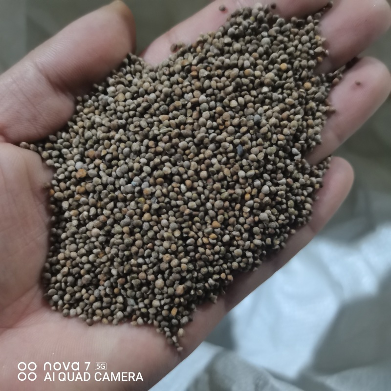紫苏子常年大货供应保证质量规格齐全榨油原料