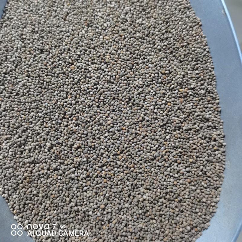紫苏子常年大货供应保证质量规格齐全榨油原料