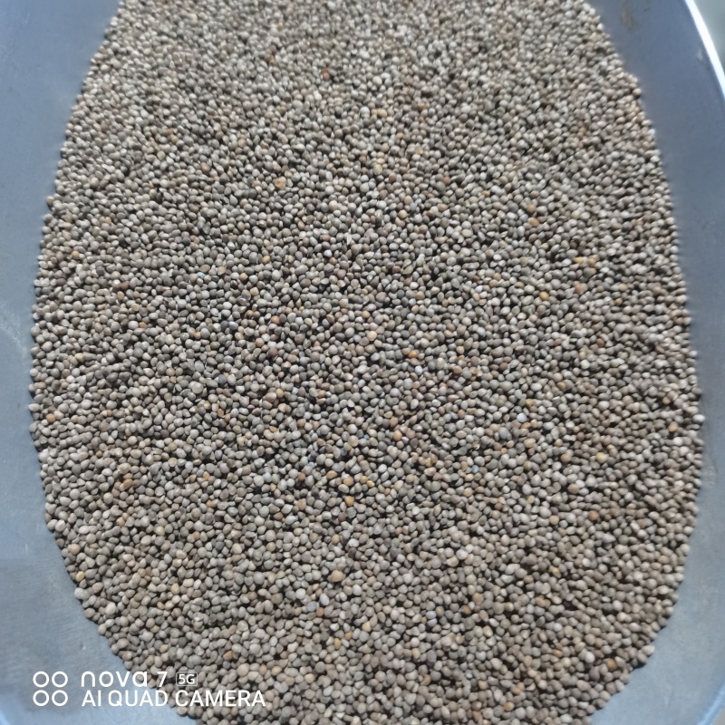 紫苏子常年大货供应保证质量规格齐全榨油原料