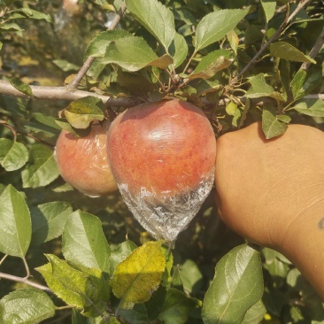 冠县富士苹果海量货源有想法的老板联系我！！！