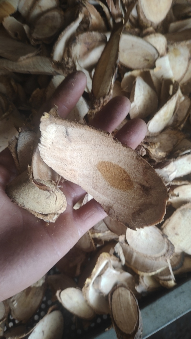 穿破石根切片