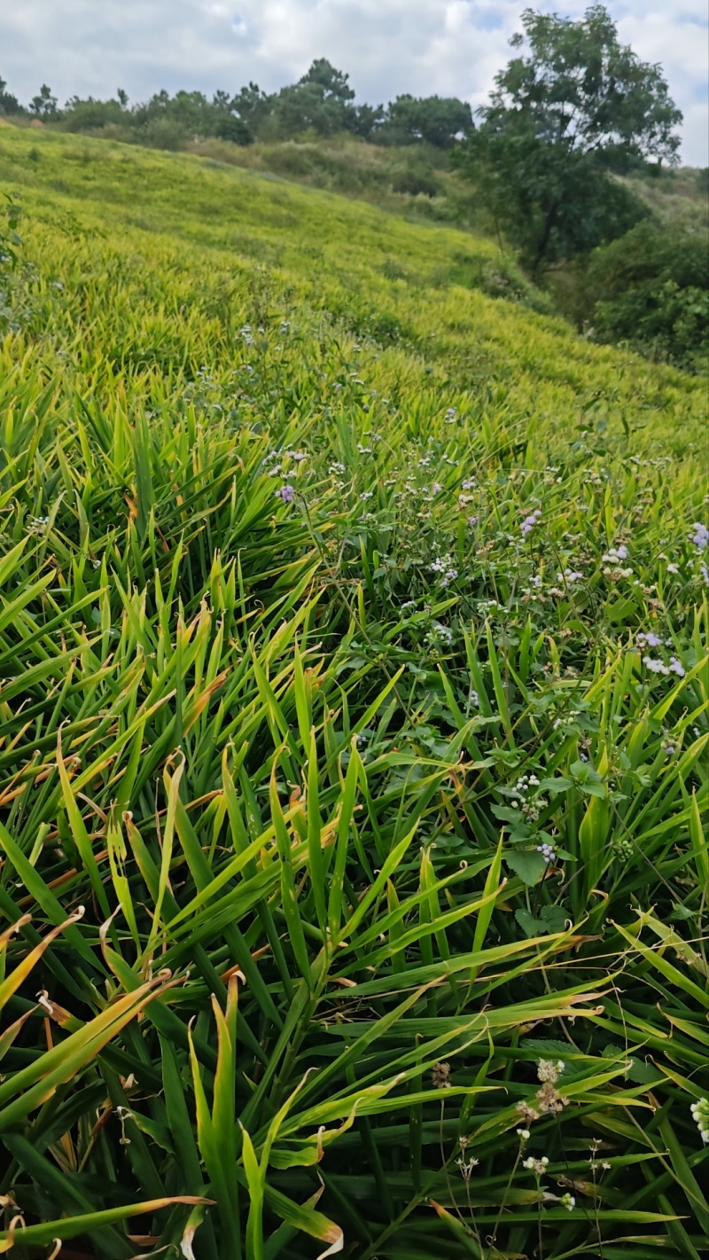 生姜
