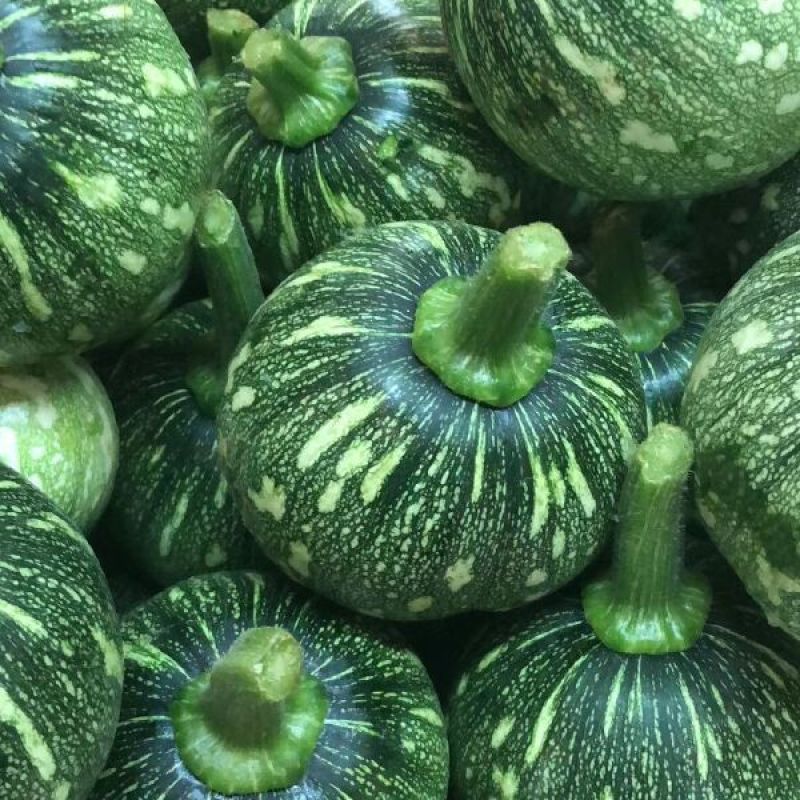 京铃一号西葫芦种子早熟耐寒高圆形肉厚嫩瓜深绿南瓜籽