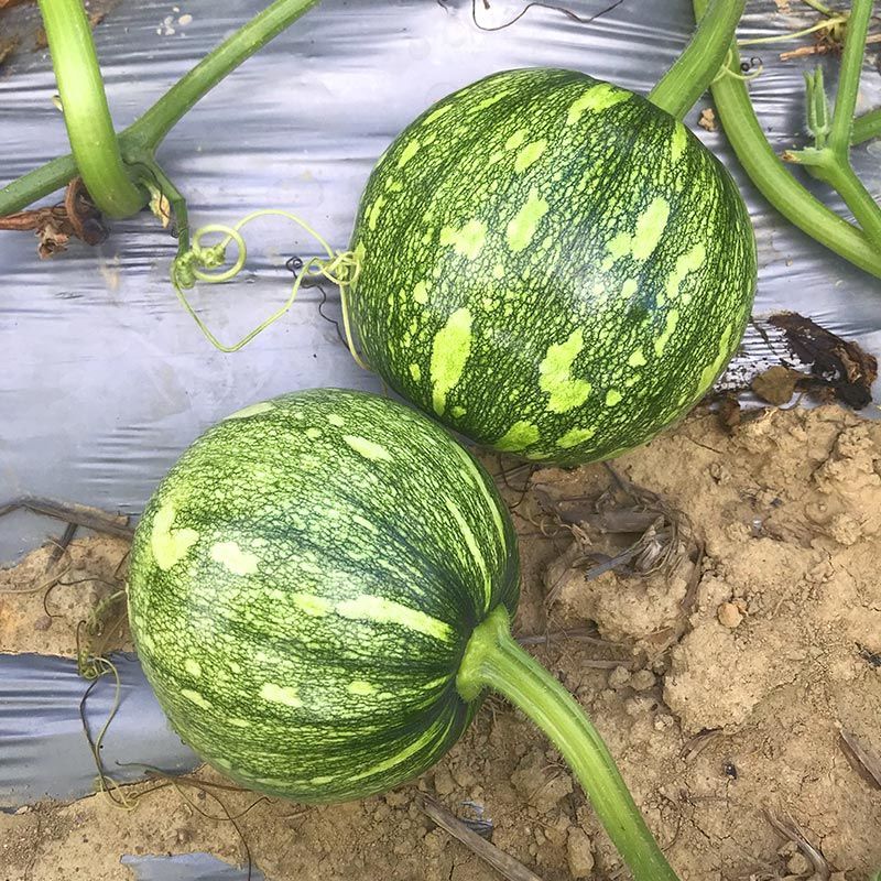 京铃一号西葫芦种子早熟耐寒高圆形肉厚嫩瓜深绿南瓜籽