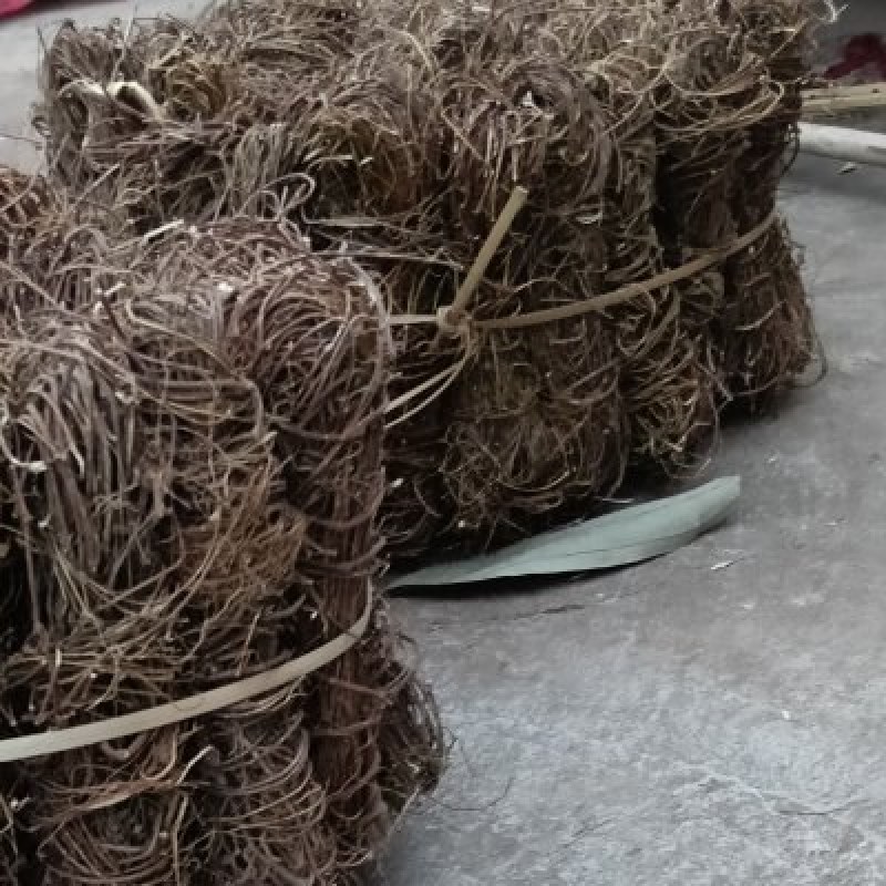 野生鸡骨草