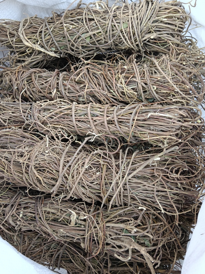 野生鸡骨草