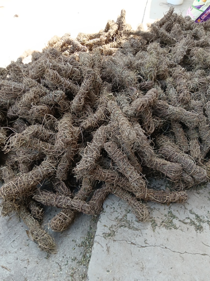 野生鸡骨草