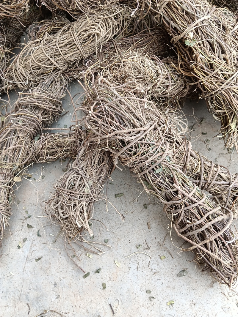 野生鸡骨草