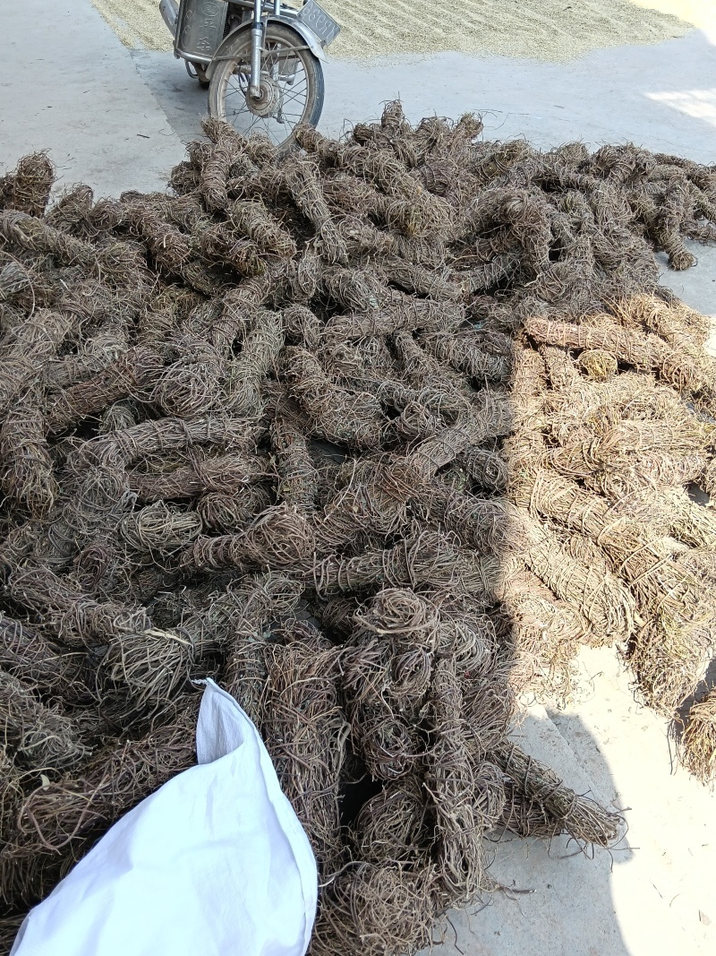 野生鸡骨草