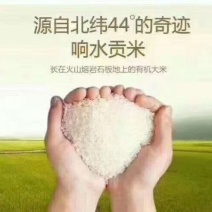 大米，长粒香大量供应，黑龙江厂家产地直发，量大从优