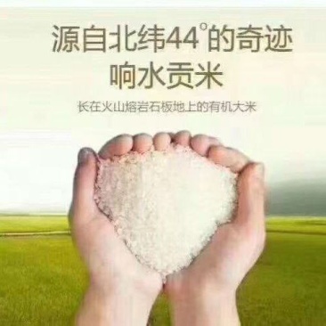 大米，长粒香大量供应，黑龙江厂家产地直发，量大从优