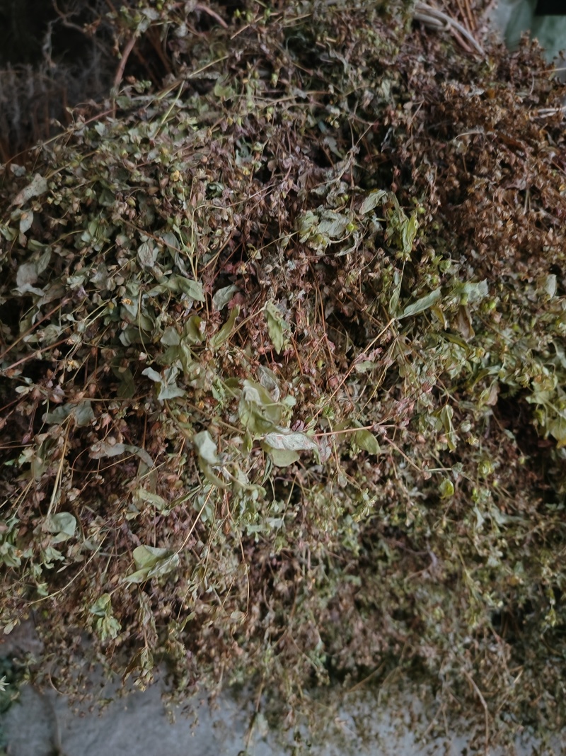 元宝草