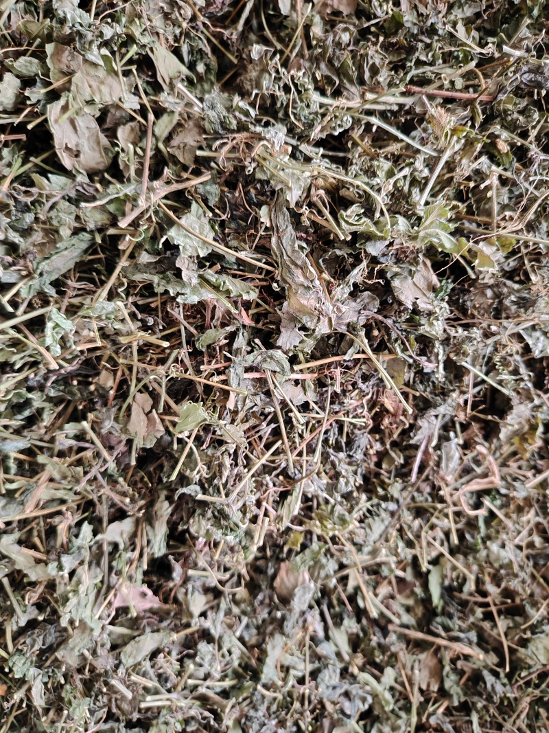 元宝草