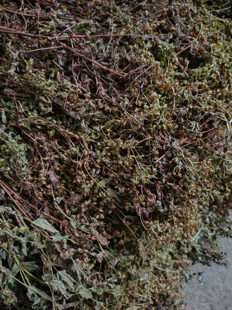 元宝草