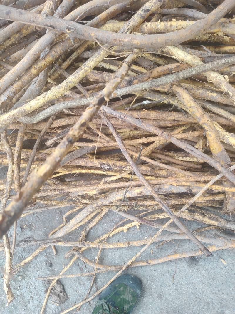 穿破石纯根鲜货