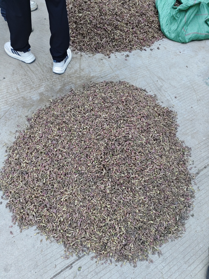甘肃地产中药材款冬花