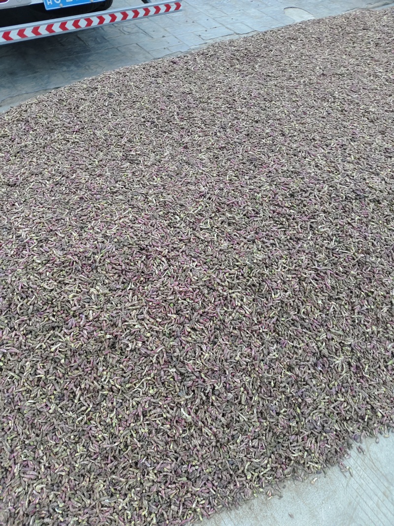 甘肃地产中药材款冬花